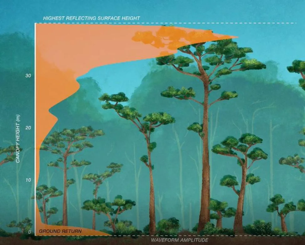 NASA GEDI waveform illustrating forest canopy height